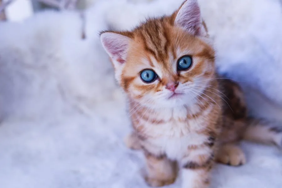 Kitten mit blauen Augen sitzt auf einem weißen Fell und schaut in die Kamera
