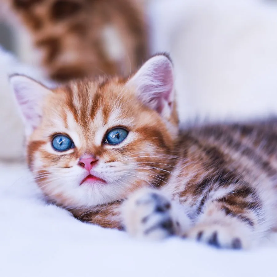 Kitten kuschelt in einem Hängekorb