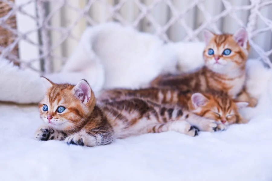 Zwei Kitten liegen aneinandergekuschelt auf einem weißen Fell