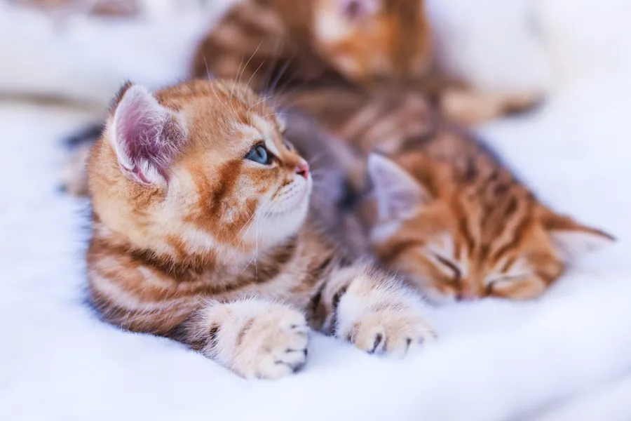 Zwei Kitten liegen zusammen auf einem weißen Fell