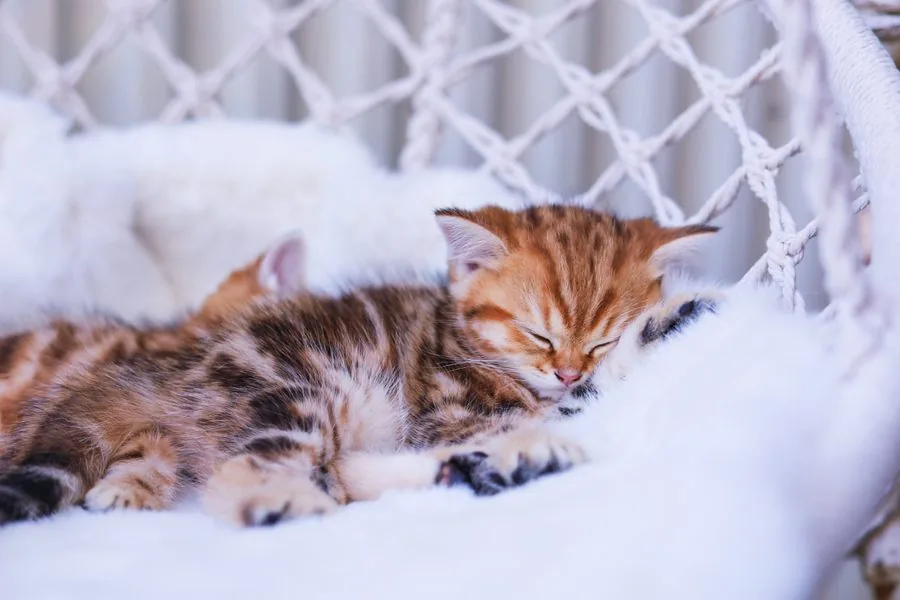 Zwei Kitten schlafen aneinandergekuschelt