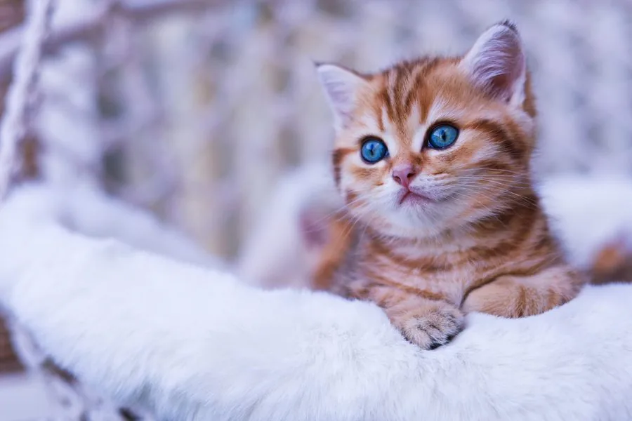 Kitten liegt auf einem weißen Fell und schaut mit blauen Augen in die Kamera