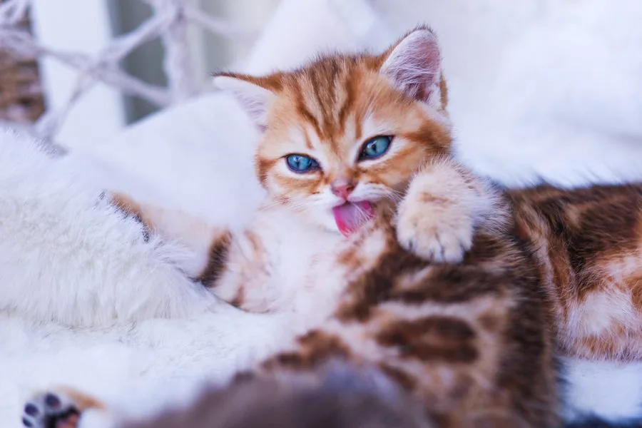 Ein Kitten leckt sich das Mäulchen, daneben kuschelt sein Geschwisterchen