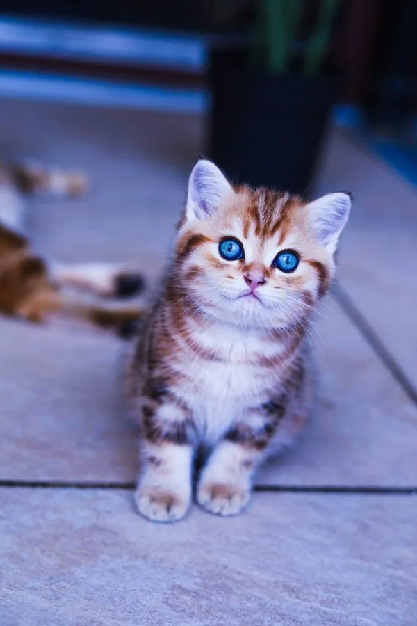 Neugieriges Kitten steht auf dem Boden und schaut in die Kamera
