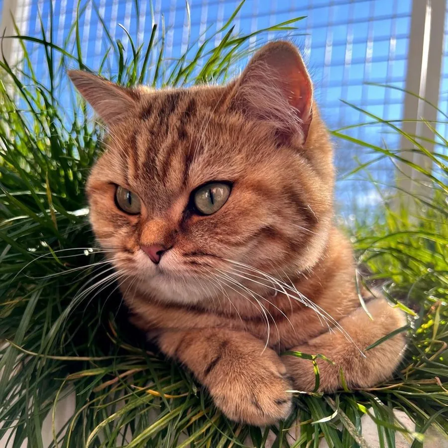 Katze liegt entspannt im Gras
