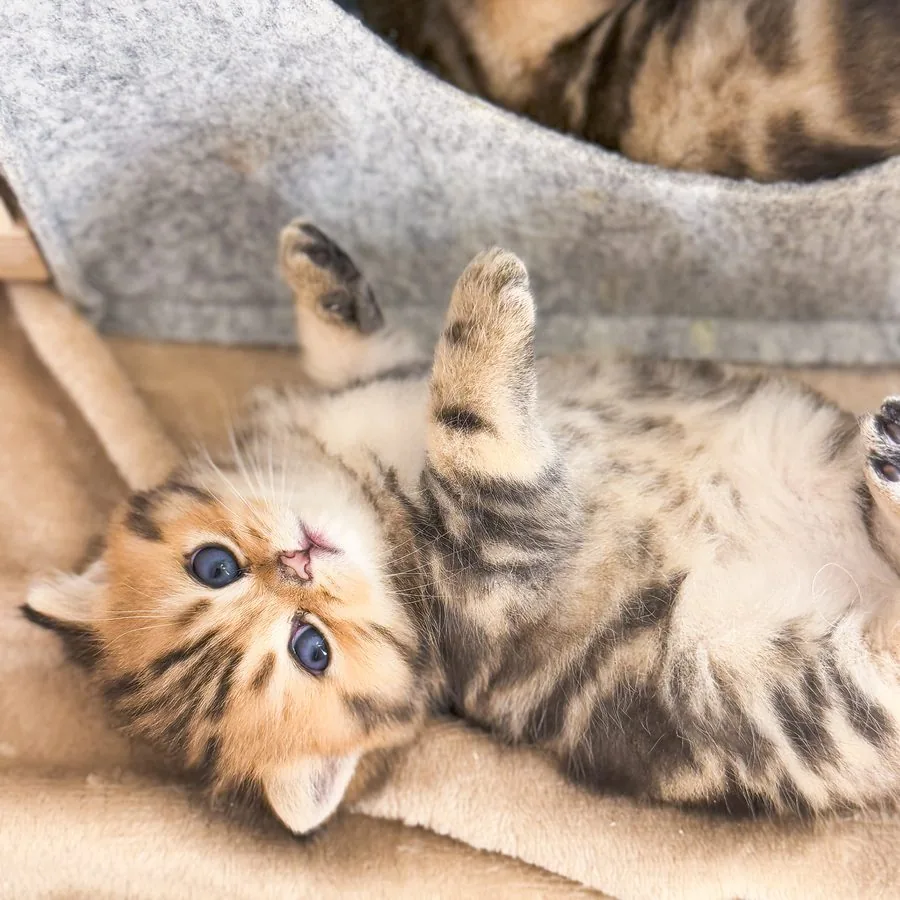 Kitten spielt auf dem Rücken, eine größere Katze schaut von oben zu