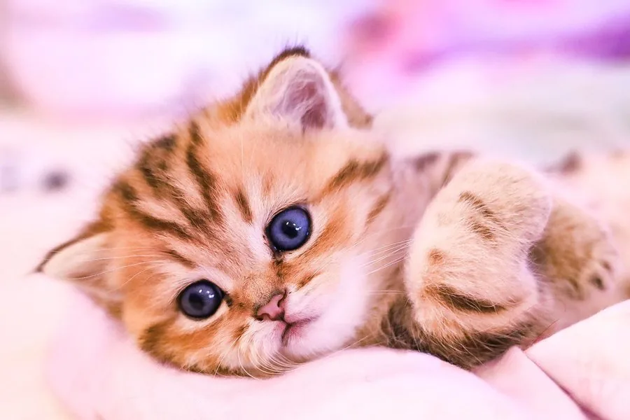 Kitten liegt auf einer rosa Decke und schaut mit großen Augen