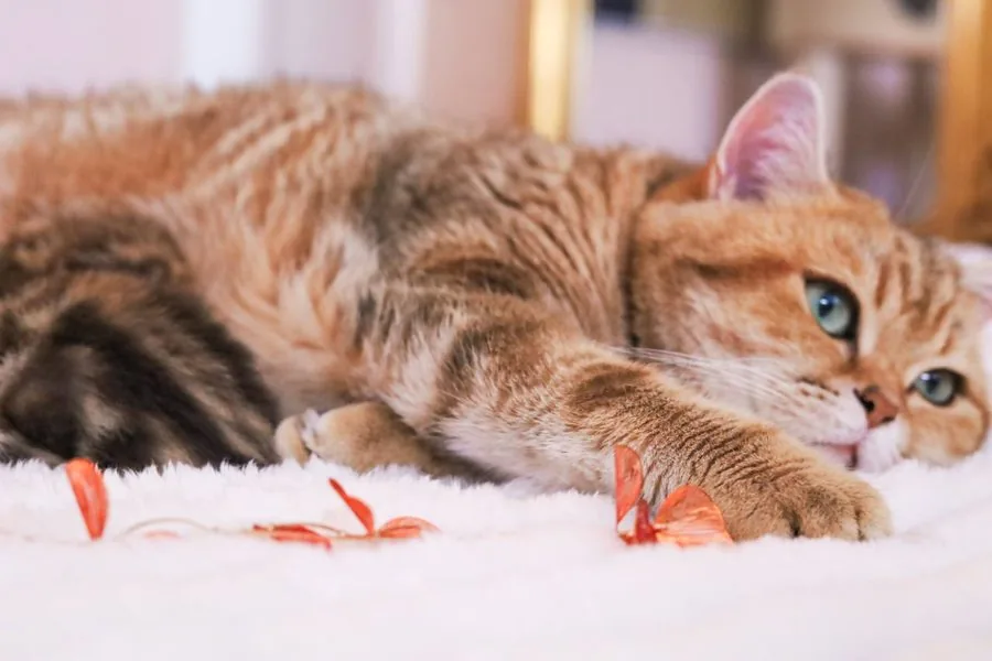 Katzenmama mit ihren neugeborenen Kitten auf einer weißen Decke