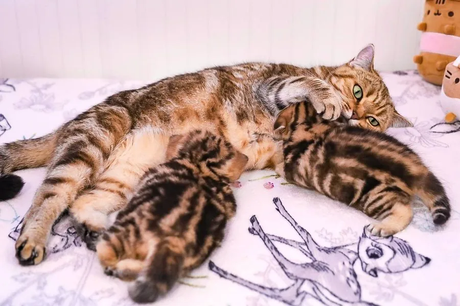 Katzenmama säugt ihre Kitten