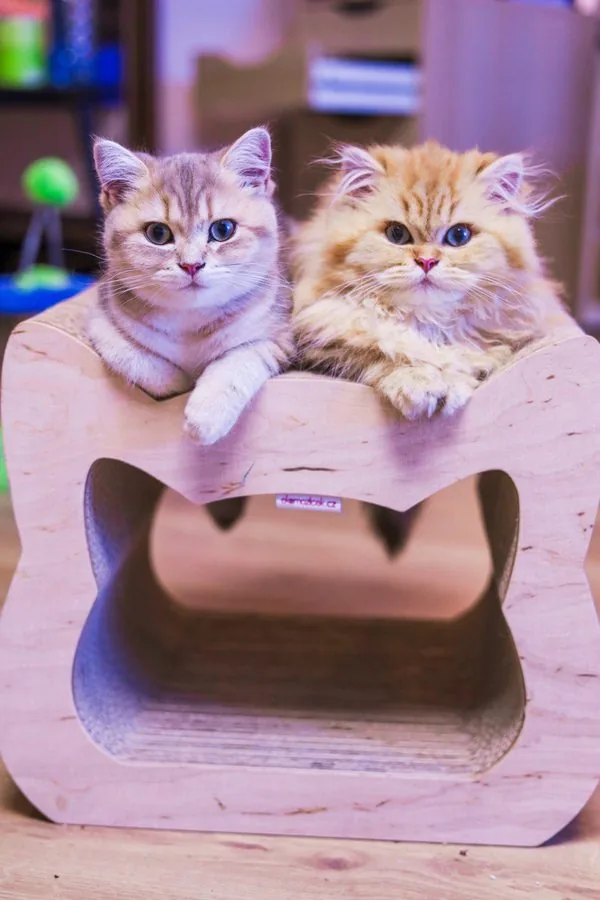 Zwei Kitten kuscheln auf einem Katzenkopf-Kissen
