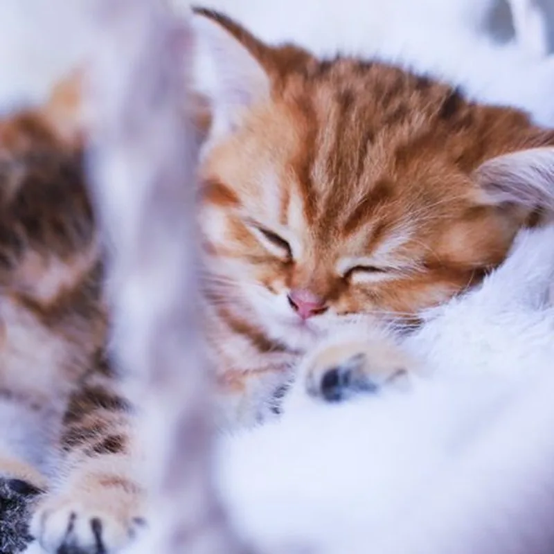 Zwei Kitten kuscheln im Hängekorb