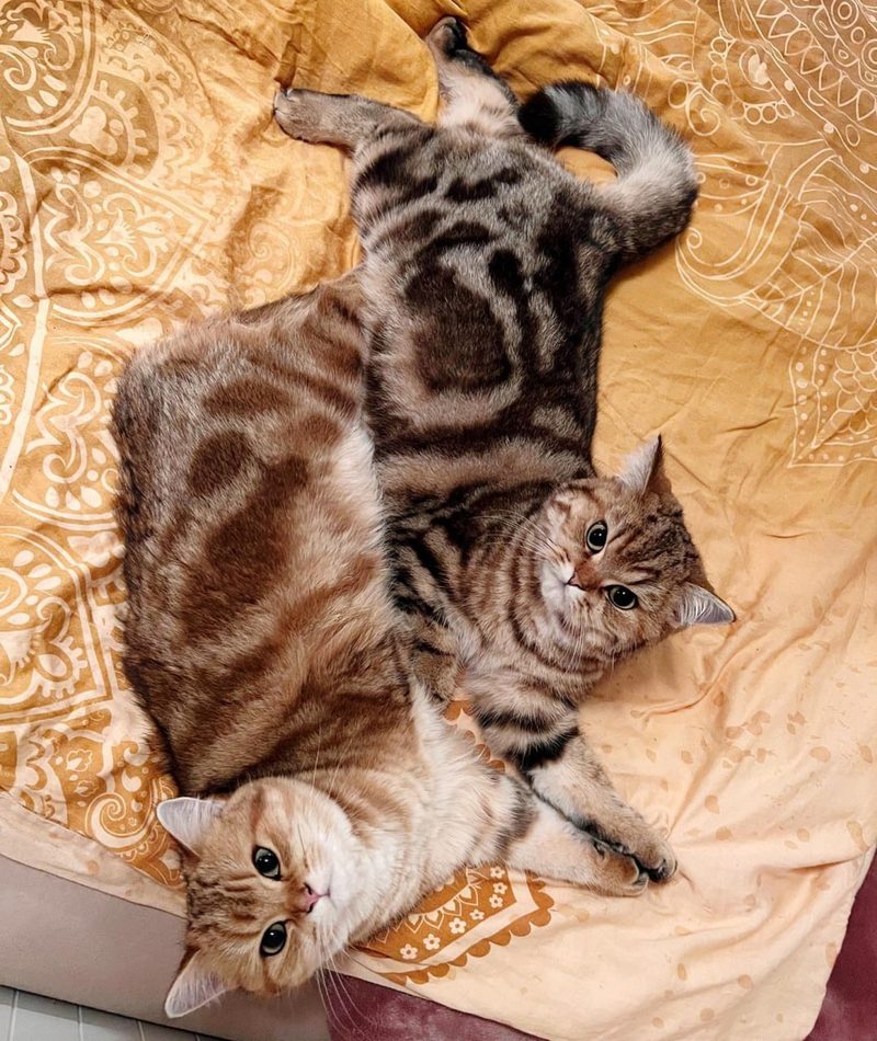 Katzen kuscheln – Beitrag auf Instagram