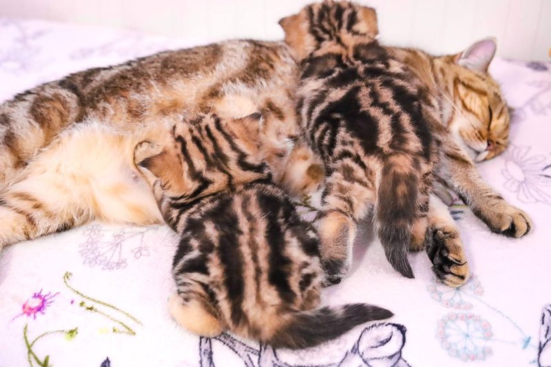 Isabella und Katze in der Sonne – Beitrag auf Instagram