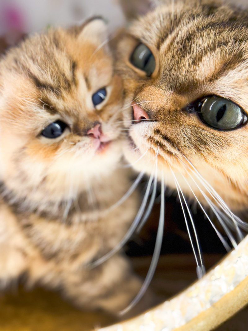 Katze Portrait – Beitrag auf Instagram