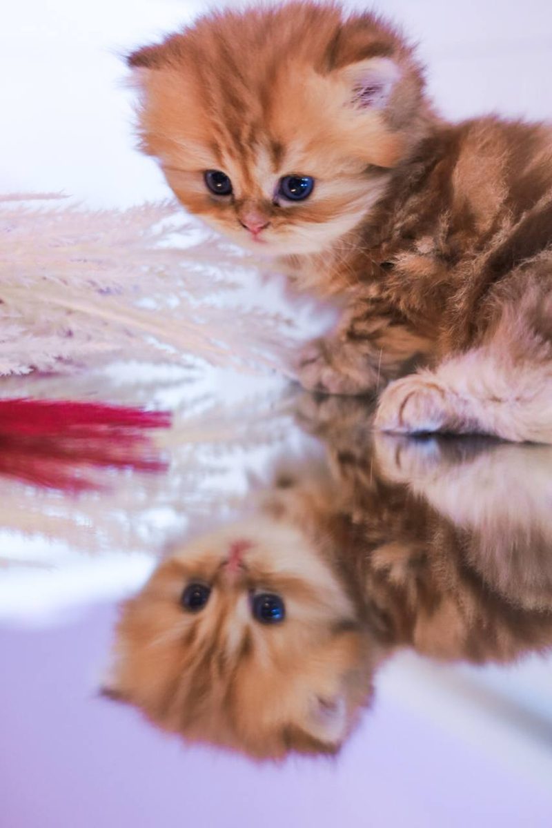 Schläfriges Kitten – Beitrag auf Instagram