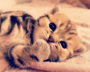 Britisch Kurzhaar Golden Classic Tabby Kätzchen