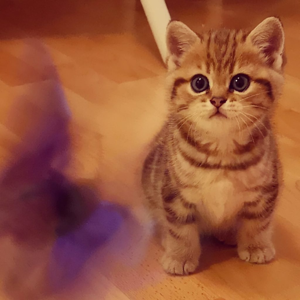Kugeliges Tabby Kitten