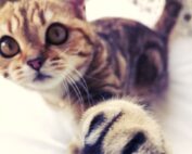 Ein Kätzchen hält die schmerzende Pfote nach oben.