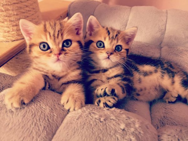 Zwei Kätzchen beim Kuscheln