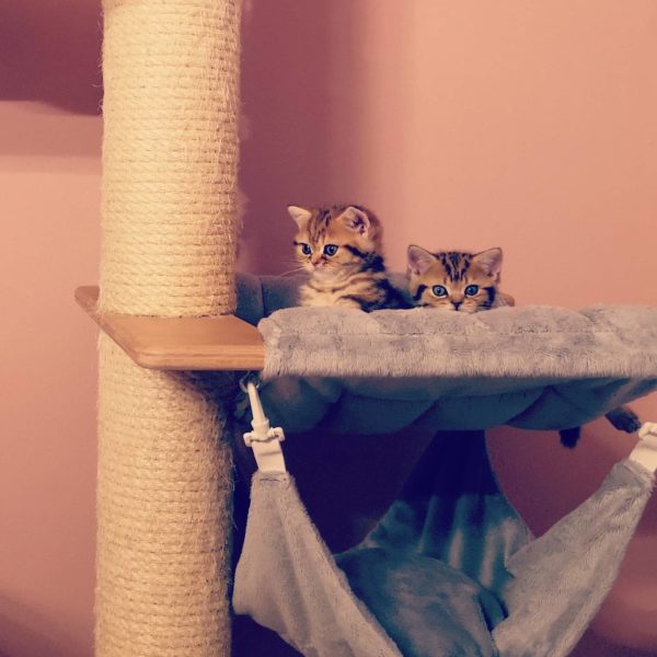 Zwei Kitten Kratzbaum