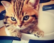 BKH Jupiter of Dreaming Casanova